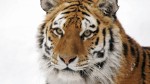 sibirisk_tiger02-992x558